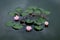 Three Pink Water Lily