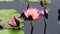 Three pink waterlily flowers on pond in florida, usa