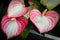 Three pink and white anthuriums growing on a plant