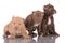 Three pit bull puppies with cut ears