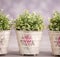 Three plants in ornamented flowerpots