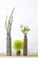 Three Plants in Used Vintage Bullet Casings on White Background