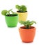 Three plants in varicolored ceramic cups.