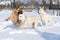 Three playing dogs in winter