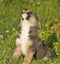 Three-pointed puppy mestizo hound on green grass