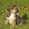 Three-pointed puppy mestizo hound on green grass