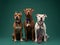 Three poised American Staffordshire Terriers dogs in ties on green