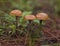 Three Poisonous little brown mushrooms Galerina marginata among green grass and fallen needles in a forest in Greece 