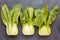 Three Pok Choi cabbage on gray background, top view