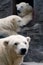 Three polar bears