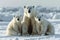 Three polar bears a family sit together in the snow showcasing the essence of a polar bear family gathering in their icy habitat