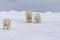 Three polar bears walk away