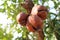 Three Pomegranate hanging on the tree