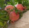 Three pomegranates on a tree