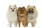 Three Pomeranian - Dwarf Spitz dogs standing in a row isolated on a white background