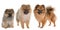 Three pomeranian spitz