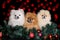 Three pomeranian spitz dogs posing for Christmas on black background