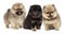 Three Pomeranian Spitz puppies