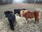 Three ponies feeding on hay