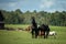 Three ponies and two horses in the pasture