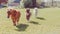 Three ponies walk or run across a green farm field