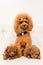 Three Poodle lying and sit on white sofa and look in camera