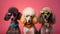 Three poodles with funky sunglasses on pink background, neural network generated image