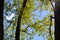 Three poplars in city park. Spring light green foliage.