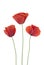 Three poppies