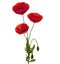 Three poppies bouquet