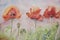 Three poppies in the grass