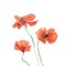 Three poppies watercolor isolated
