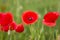 Three Poppy Flowers Bloom On Spring Field