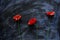 Three poppy flowers close on dark blue background