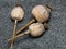 Three    poppy heads laid on the layer of poppy seeds, close up