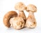 Three porcini mushroom. Cep on white