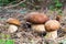 Three Porcini Mushroom in natural enviroment