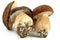 Three porcini mushrooms