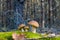 Three porcini mushrooms grows in nature