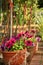 Three pots of purple petunias