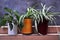 Three pots spider plant