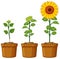 Three pots of sunflower plants