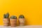 Three potted cactus plants on a shelf with copy space on vibrant yellow background