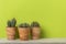Three potted cactus plants on shelf in front of vibrant green wall
