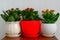 Three potted flower Kalanchoe in interior