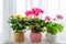 Three potted flower stand on windowsill in curtains background