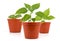 Three Potted hot pepper young plant growing