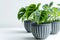 Three potted indoor plants on white background.