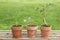 Three Potted Plants