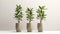 Three potted plants sitting on top of a table